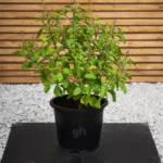 Holy Basil