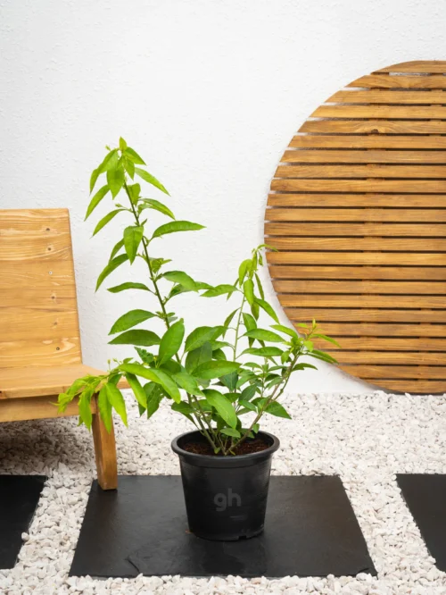 Jasmine Bundle - Image 6