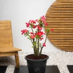 Desert Rose