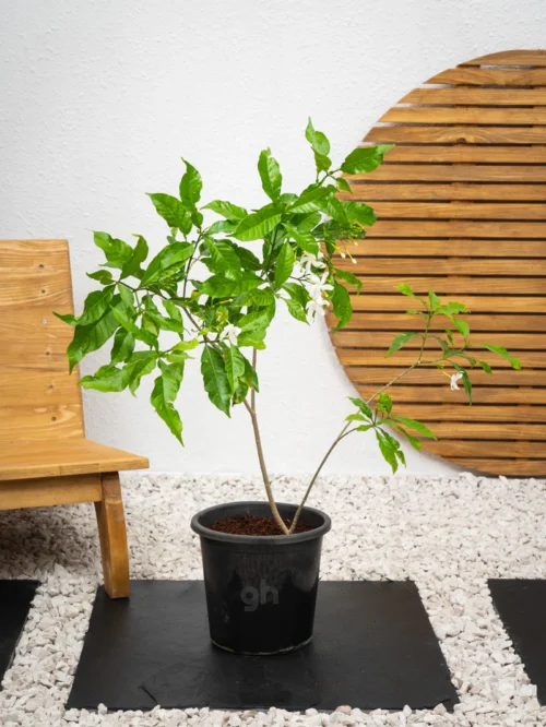 Jasmine Bundle - Image 4