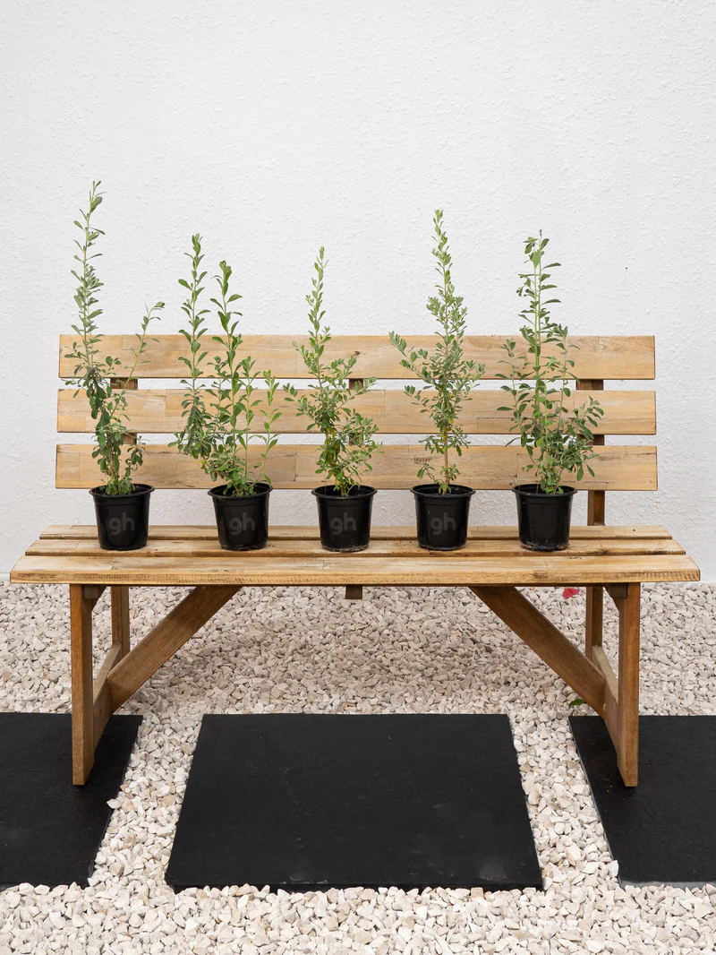 Texas Sage - Image 2