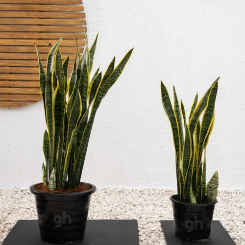 Snake Plant (Sansevieria Trifasciata) 1
