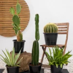 Cactus Plant Bundle