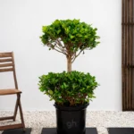 Ficus Panda Double Head