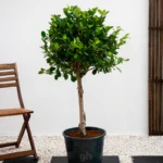 Ficus Panda Single Head