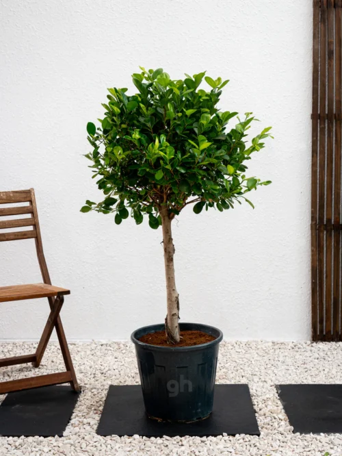 Ficus Panda Triple Head - Image 3
