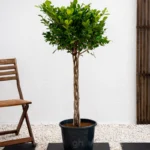 Ficus Panda Twisted Trunk