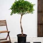 Ficus Nitida 1 Head