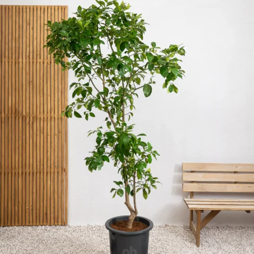 Orange Tree - (1.5-1.8)m