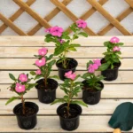 Vinca