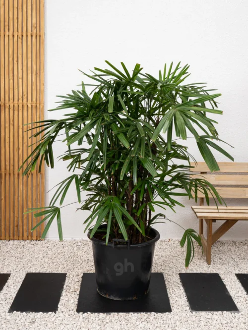 Lady Palm - Image 2