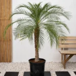 Phoenix Palm