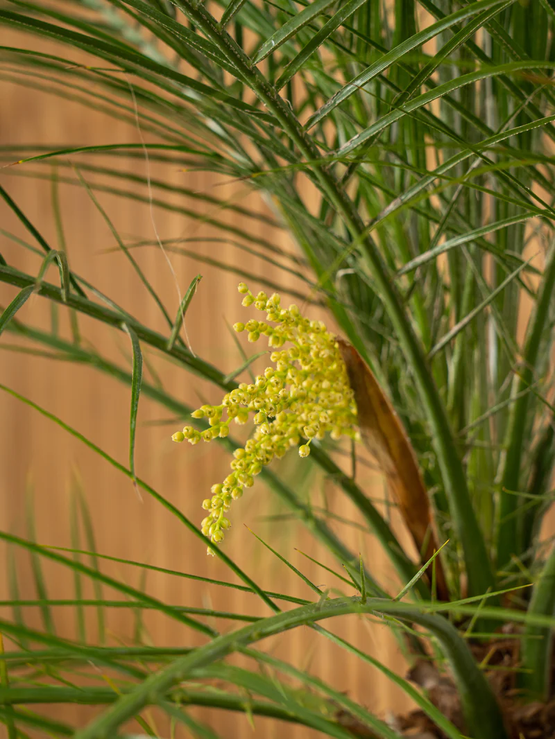 Phoenix Palm - Image 2