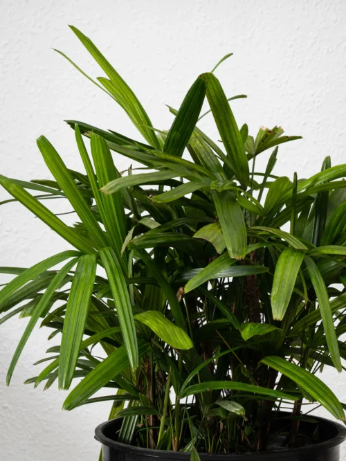 Lady Palm - Image 3