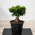 Ficus Bonsai