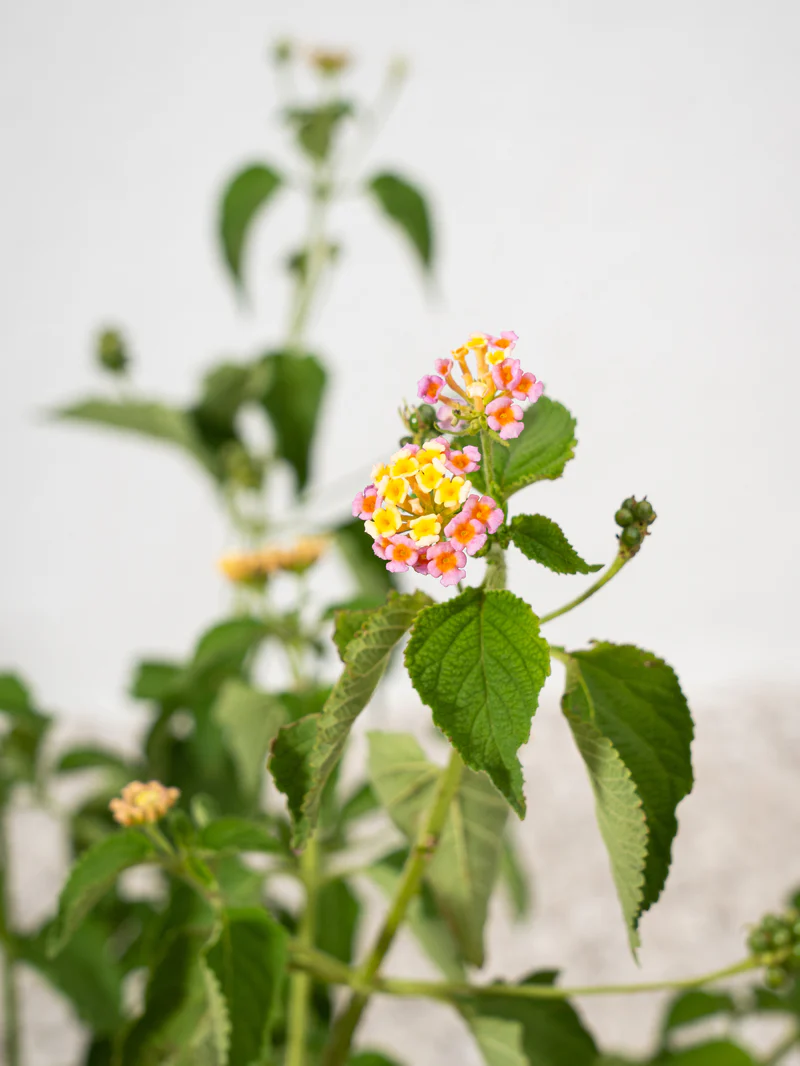 Lantana - Image 3