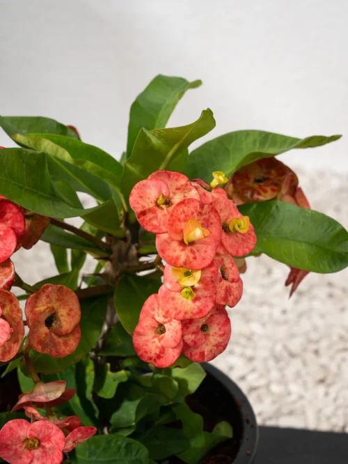 Crown Of Thorns - Image 2