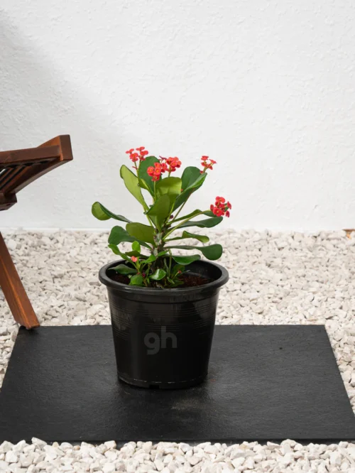Crown Of Thorns - Image 5