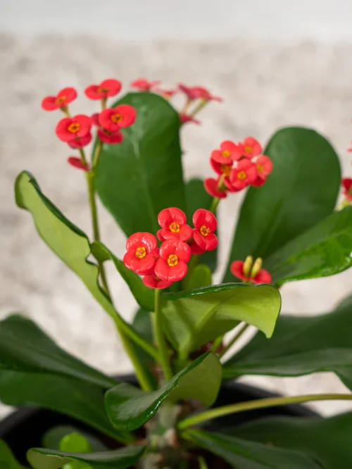 Crown Of Thorns - Image 4
