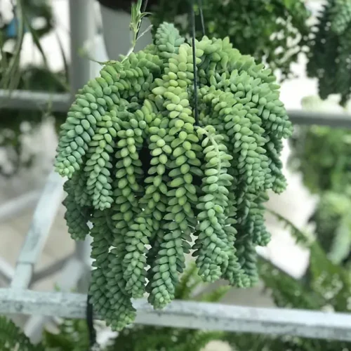 Sedum burrito “Hanging” 25 – 35cm