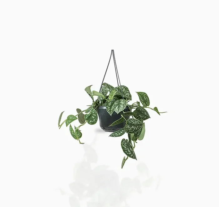 Air Purifying Plants