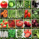 Agrimax Herbs and Vegetables Seeds Bundle 20