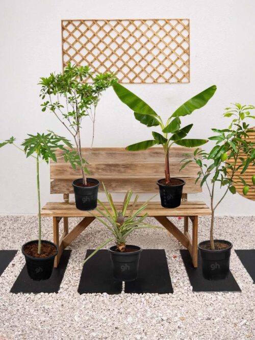 Tropical Plant Bundle - Image 7