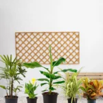 Tropical Plant Bundle