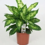 Dieffenbachia Compacta