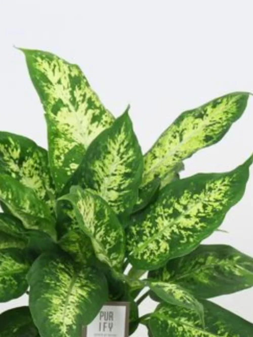 Dieffenbachia Compacta - Image 2