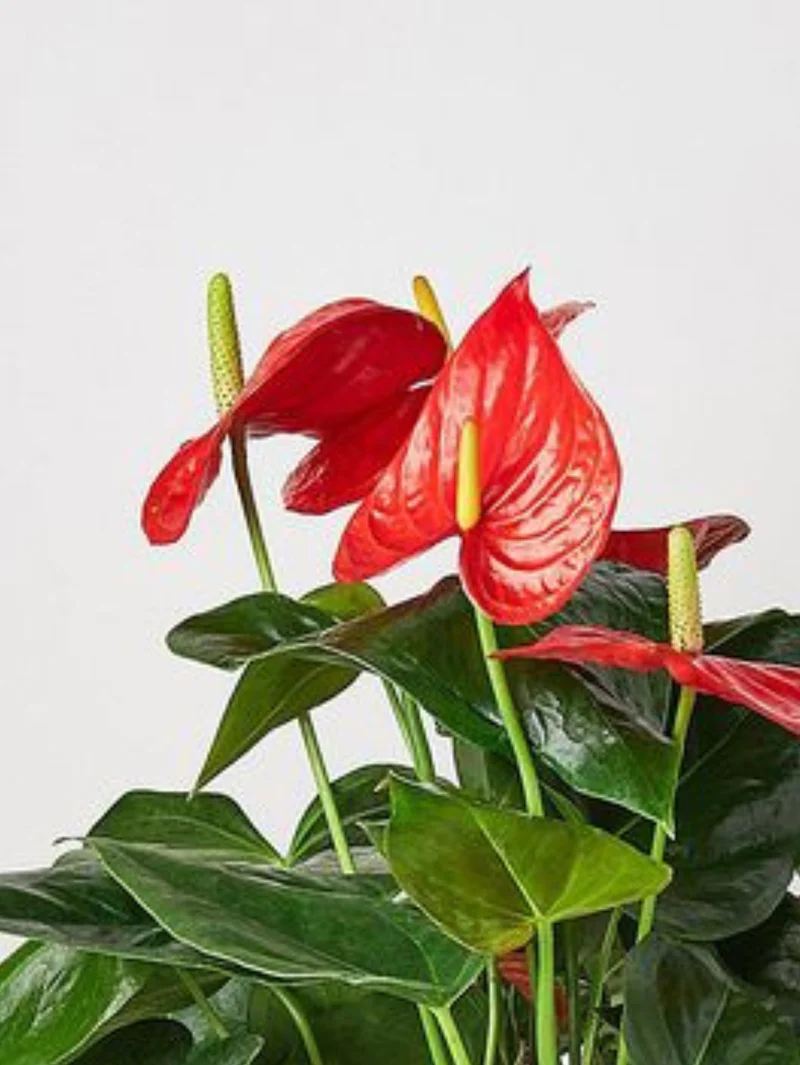 Flamingo Plant - Image 2