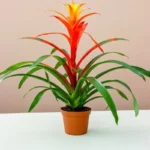 Guzmania Red and Yellow Plants or Scarlet Star