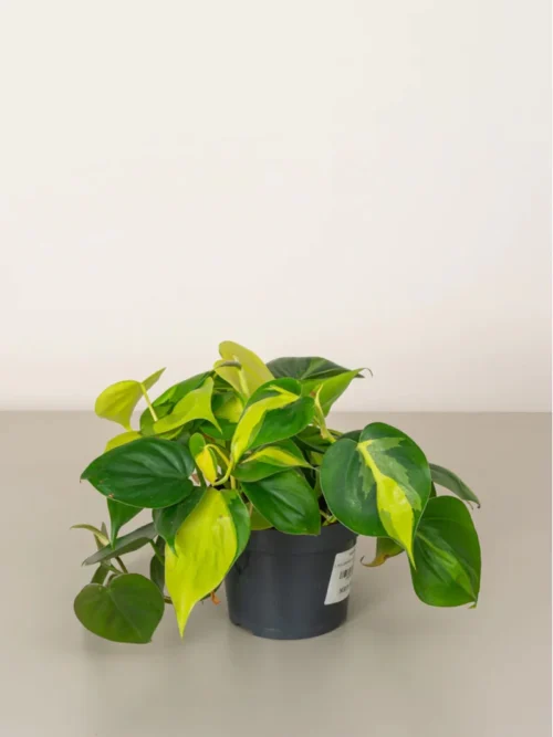 Philodendron Brasil - Image 4
