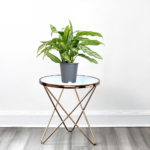 Aglaonema Silver Queen - Chinese Evergreen Plant