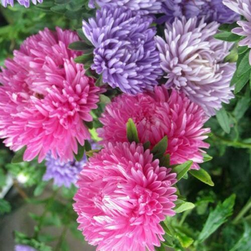 Giant Aster | Seeds