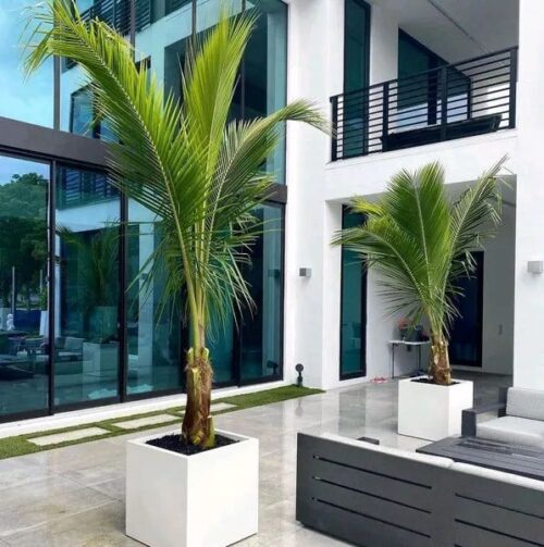 Coconut Palm
