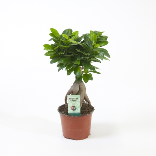 Ficus Ginseng Bonsai 25 – 30cm