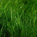 Rigenerazione Rigenerante Grass | Seeds