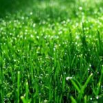 Grass sunny soleggiato seeds