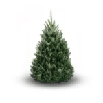 Real Fraser Fir Christmas Tree 5-6 ft