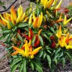 Ornamental Pepper | Seeds