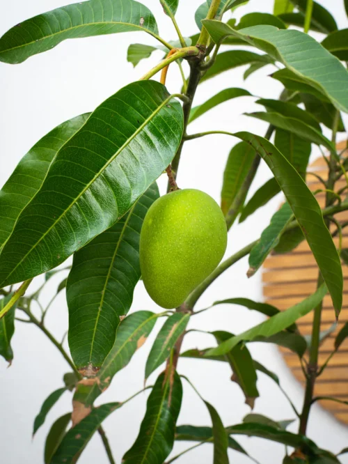 Mango Tree - Image 4