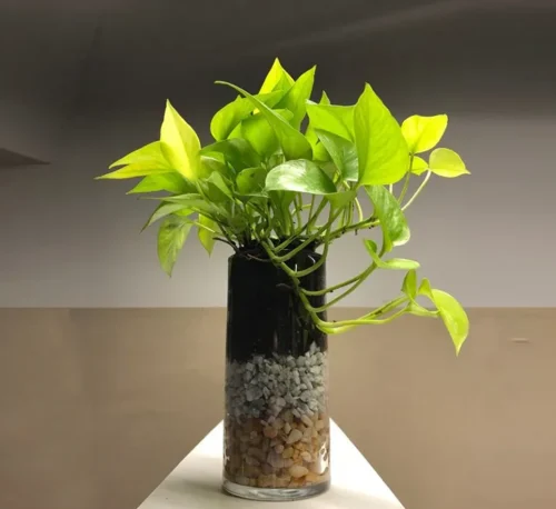 Neon Pothos