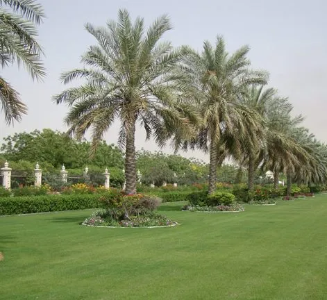 Palms