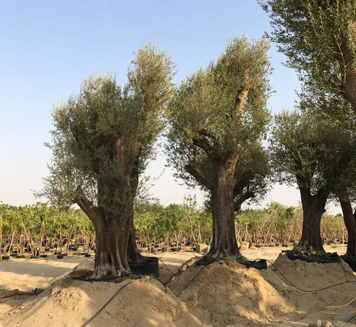 Olive Trees