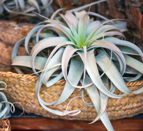 Indoor Air Plants
