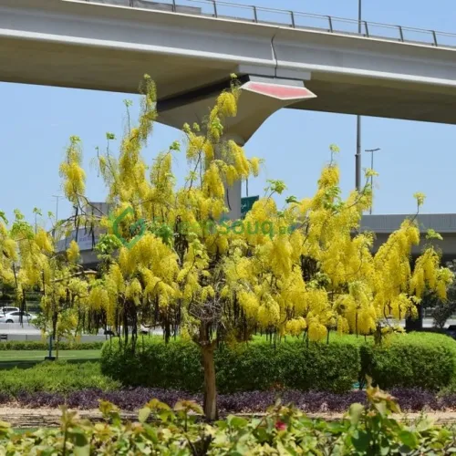 Outdoor Plant