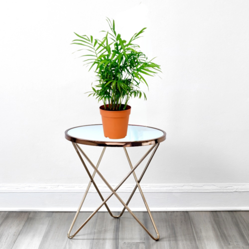 Chamaedorea Elegans, Parlour Palm or Bamboo Palm - Default Nursery Pot