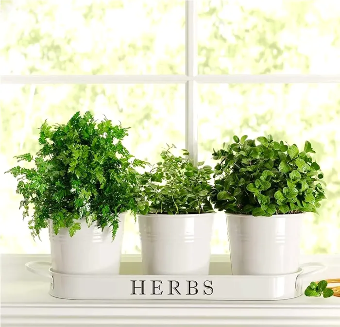 Herbs Seeds