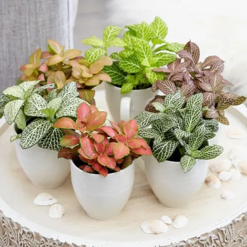 Indoor Plants